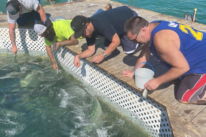 men looking at fish in a tank