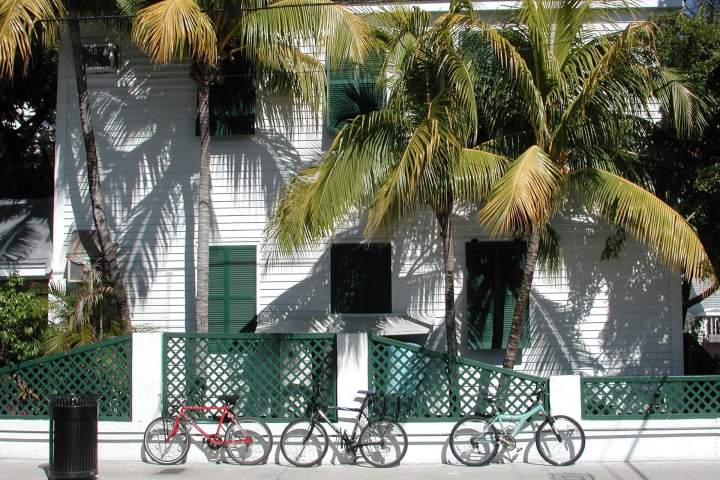 a bicycle is parked next to a palm tree