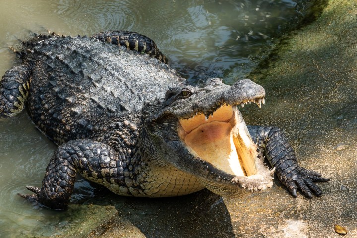 a large reptile in the water